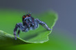 front view of dark brown jumping spider standing on green leaf