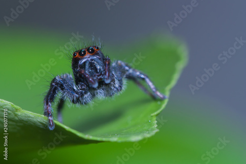 Plakat widok z przodu ciemnobrązowy pająk skoków stojących na zielony liść