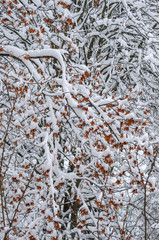 Wall Mural - Background of snow on the branches of trees