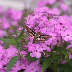 Wall Mural - Large butterfly hovering above purple flowers, collecting nectar while in flight