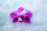 orchids in the snow