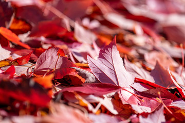 Wall Mural - Close up view of a red fallen autumn leaves on a ground. Many leaves on a sunny day completely covering the ground under the tree