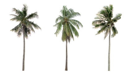 Wall Mural - collection three Palm coconut the garden isolated on white background