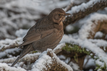 Poster - A very close portrait of a female blackbird sitting on a snow covered wood pile. It is perched and looking closely to the right for  predators