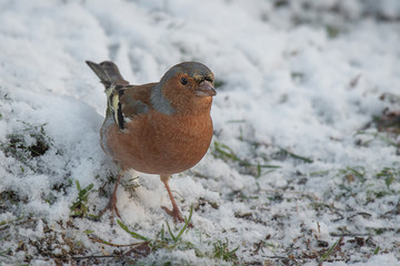Aufkleber - close up portrait of a male chaffinch standing on  snow covered grass looking for food