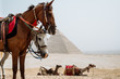 horses in desert near pyramids in Giza, Egypt