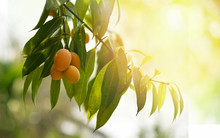 Plum Mango Tropical Fruit On Tree / Ripe Of Sweet Marian Plum Mango Fruit Maprang In Thai