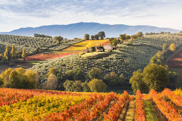 Montefalco Wineyards, Perugia province, Umbria, Italy