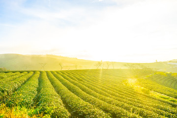  GROW UP ON THE CAU DAT CHAIR, A FARMING FAMOUS TEA OF LAT LEATHER, LOOKING FOR THE 30KM STREET CENTER