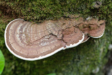 Toadstall Plate
