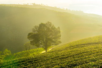  GROW UP ON THE CAU DAT CHAIR, A FARMING FAMOUS TEA OF LAT LEATHER, LOOKING FOR THE 30KM STREET CENTER