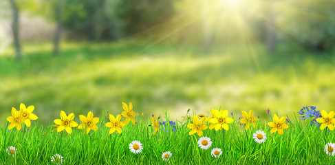 Wall Mural - a fantasy spring forest meadow with flowers and grass