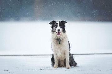 Wall Mural - Border Collie dog in the winter park