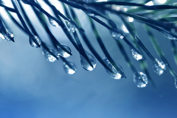 Close up of frozen drops on spruce needles