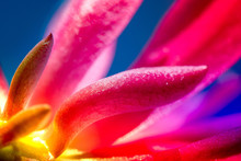 Macro Shot Of A Pink Cactus Blossom On A Clear Blue Sky Background On A Sunny Summer Day