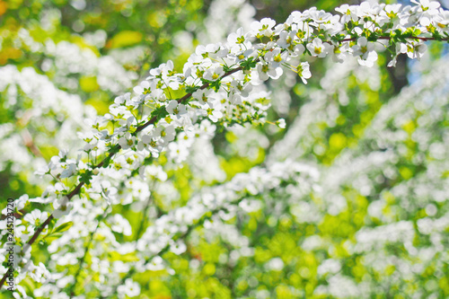 春の白い花 ユキヤナギ Stock 写真 Adobe Stock