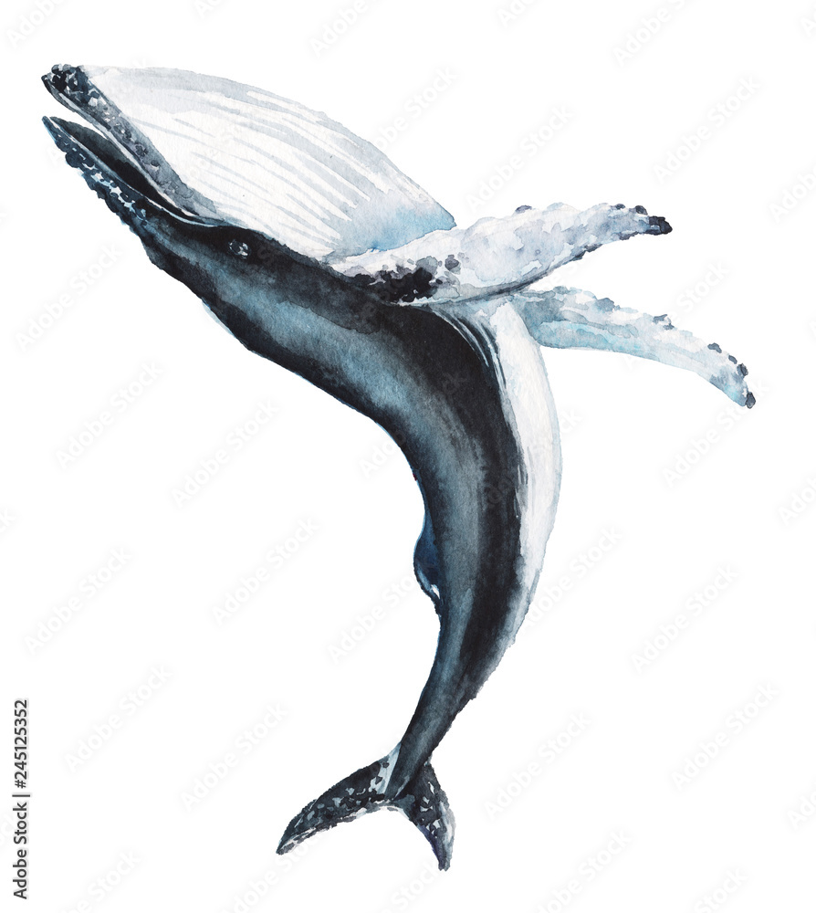 How To Draw A Humpback Whale Jumping Out Of The Water