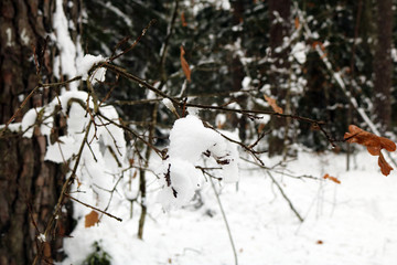 Wall Mural - autumn leaves under the snow