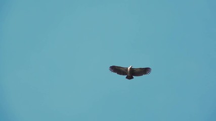 Wall Mural - huge vulture in flight,low angle view. himalayan griffon soaring in clear blue sky with fully wingsp