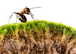 © Vera Kuttelvaserova - red wood ant on a moss close up isolated on a white background