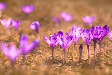 Wall Mural - Many purple crocus flowers in a yellow grass