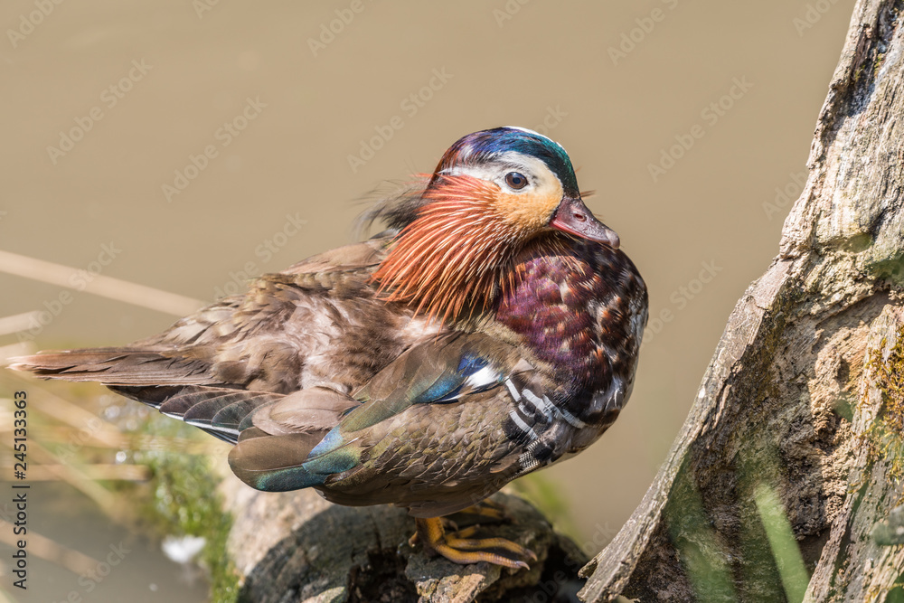 Mandarin Duck photographed close up stood on a log at the water's edge ...