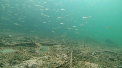 Wall Mural - Underwater footage of swimming European perch (Perca fluviatilis). Group of Perches swimming underwater in a flooded trees. Nice fresh water predator fish in the nature habitat.