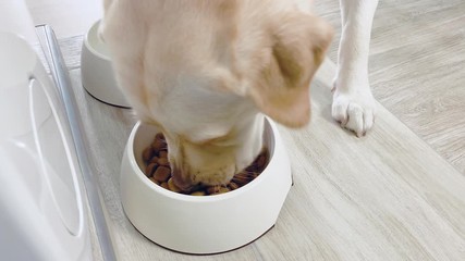 Wall Mural - Cute hungry Dog breed Labrador Retriever Eating Dry Food from Bowl. Happy adult dog enjoy dinner at home. Pet Animal and Nutrition.