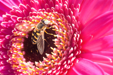 Wall Mural - pollination of a flower by an insect