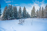 Fototapeta Natura - Edge of the forest in winter, ate in the snow, blue sky with clouds.