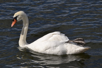 Wall Mural - swan on lake