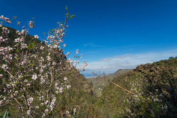 Wall Mural - Canary islands gran canaria winter day