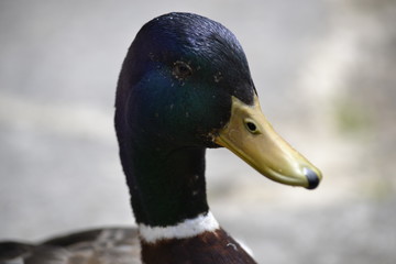 Wall Mural - portrait of a duck