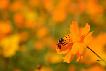 Macro photo of a bee close up, starburst flower summer yellow leaf field background grass flowers nature season garden park.