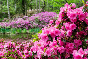 Azalea Flowers in Bloom with Blurred Flowered Background