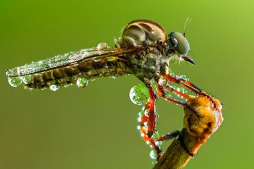 Wall Mural - Extreme close up of robberfly macro photography