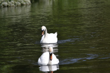 Wall Mural - two swans on the lake