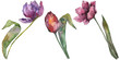 Purple tulip floral botanical flowers. Watercolor background illustration set. Isolated tulip illustration element.