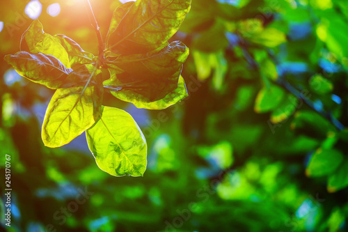 Background leaves and natural light