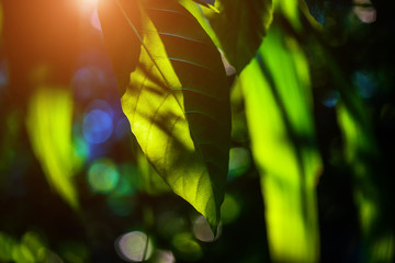 Canvas Print - Background leaves and natural light