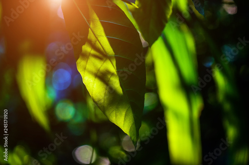 Background leaves and natural light