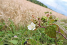 A Close-up Of A Blackberry Unripened Fruit And Flower, A Field Of Barley In The Background