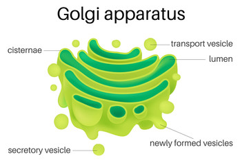 Wall Mural - Structure of Golgi Apparatus 