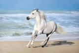 Fototapeta Konie - White horse run gallop along the beach