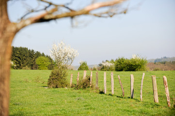 Wall Mural - campagne paysage vert