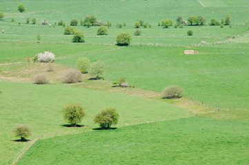 Canvas Print - Vert bois arbre paysage