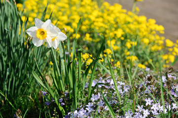 Poster - printemps fleurs jaune