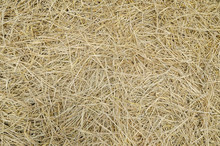 Dry Grass. Texture Of A Dry Grass On The Floor. Capim Seco.