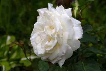 Wall Mural - Raindrops on the petals of a huge white rose in a summer sunny garden