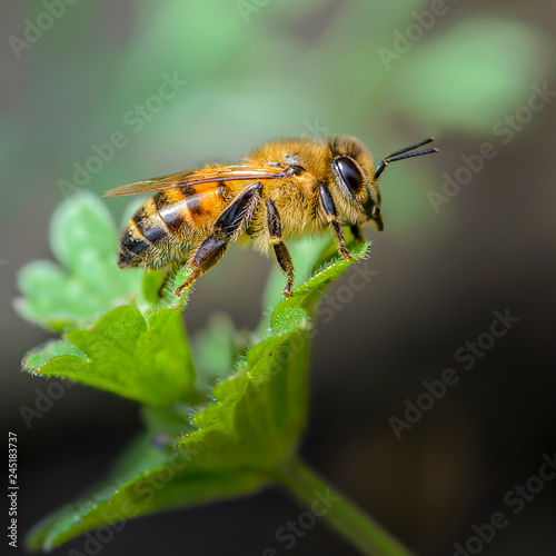 Zdjęcie XXL Pszczoła siedzi na zielonym liściu